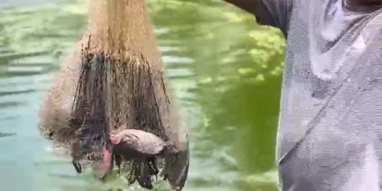 Secretaria de Agricultura Familiar intensifica apoio aos produtores rurais de São Benedito