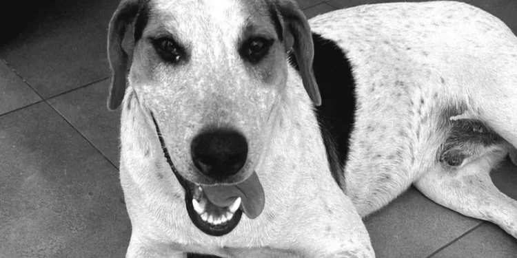 Países asiáticos reforçam protocolos sanitários em aeroportos após novos casos do vírus Nipah