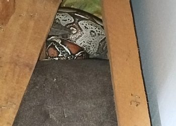 COBRA GIBOIA DE APROXIMADAMENTE UM METRO É ENCONTRADA DENTRO DE SOFÁ EM RESIDÊNCIA NO MARACANÃ, EM SÃO LUÍS