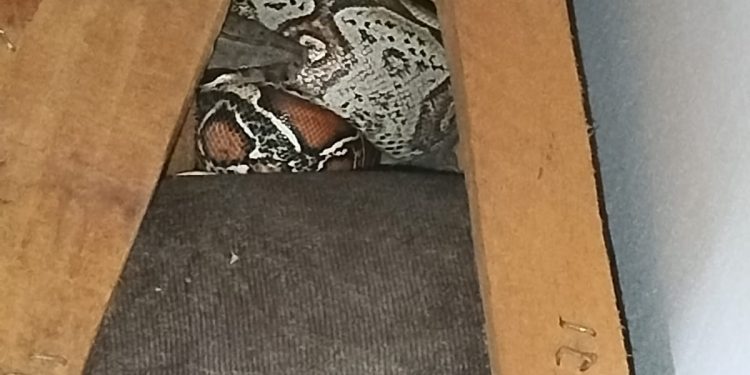 COBRA GIBOIA DE APROXIMADAMENTE UM METRO É ENCONTRADA DENTRO DE SOFÁ EM RESIDÊNCIA NO MARACANÃ, EM SÃO LUÍS